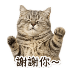 奶泡奶泡
