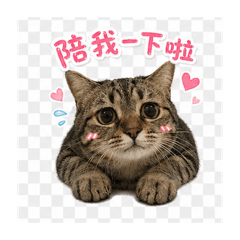 貓貓小寶の日常