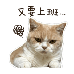 厭世貓生存指南