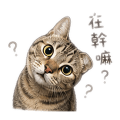 阿花可愛日常