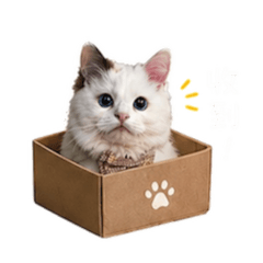 焦糖小朋友