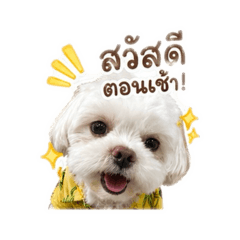 MookrobMP_20260428033119