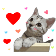 Hellokiki - 經典表情語錄1 白爛的美短貓