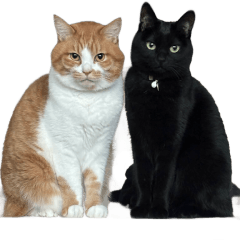 cat_uni_miso
