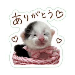 nekotamaan_20260429194417