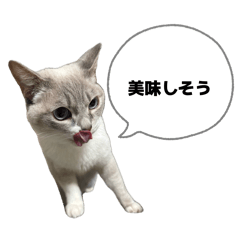 Fukuchan_20260429202123