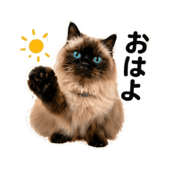 Fluffy Himalayan Cat: Daily Stickers