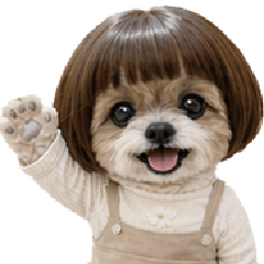 Kabo-chan, the bob-haired Shih Tzu dog