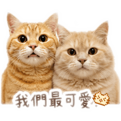 漿漿小貓咪