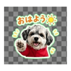 Papimaru - Daily Chat Stickers