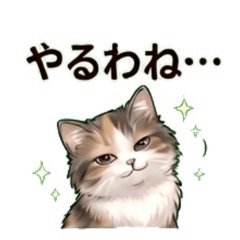 TansokuKitty's Everyday Life2
