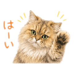 ILOVECAT330