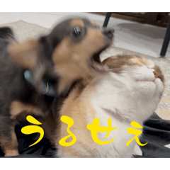 Ash_20260430145115