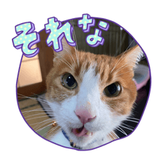 nyanko-mh