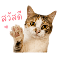 Chakritproject_20260428025739