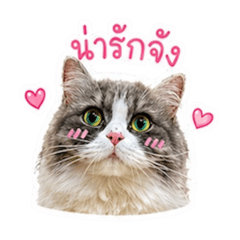 Mochi_20260429155719
