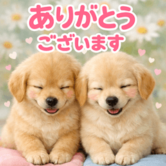 Golden Retriever k p