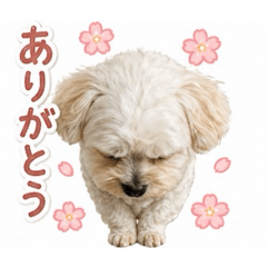 kyo_20260430151036