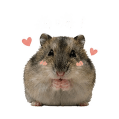 滾滾の日常