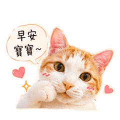 【橘白貓布丁】Vol.2：全世界我最愛寶寶