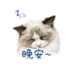Bobo貓咪