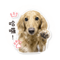 可愛阿尼基Aniki