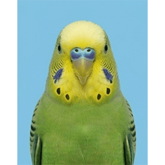 BIG! 鳥類證件照