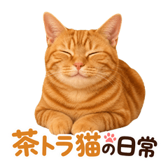 TETO RED TABBY