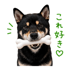 Leo the Black Shiba | Food Reactions