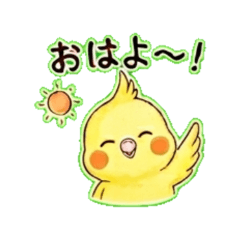 Chill Yellow Cockatiel