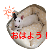 bull terrier meru
