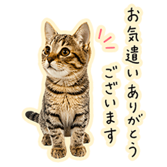 Sometimes Sweet Cat Daily Stickers 2
