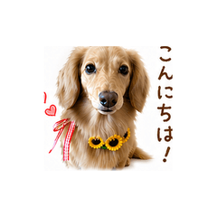 Kuu-chan the Dachshund