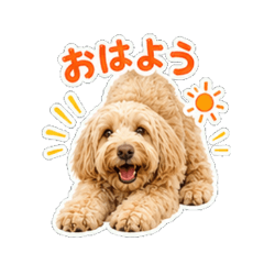 goldendoodle - Daily Chat Stickers