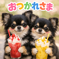 Long Coat Chihuahua p