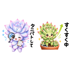 Kante and Momotaro Succulent Care