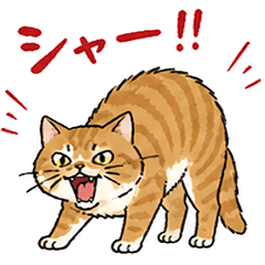 Hissing cat