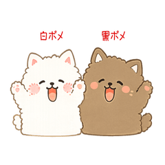 Cute White & Black Pomeranian Friends