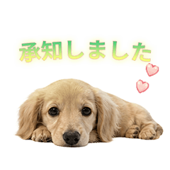 Sweet & Polite Dachshund