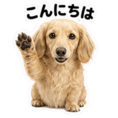 Dachshund Long Cream