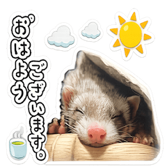 Cute Ferret Daily Stickers!!