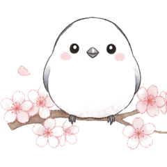 Spring Shima Enaga