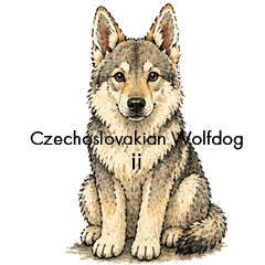 Czechoslovakian Wolfdog II