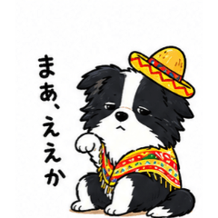 Chachamaru Mexican Vibes Border Collie