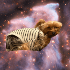 Yorkshire terrier sticker daily