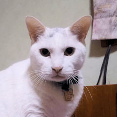 japanese cat kabita stamp