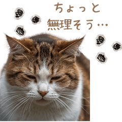 A tired cat sticker