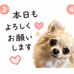 Chihuahua Polite Phrases Stickers
