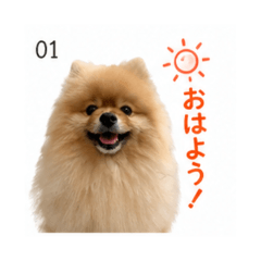 Pomeranian Cute2