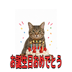 catnokimoti